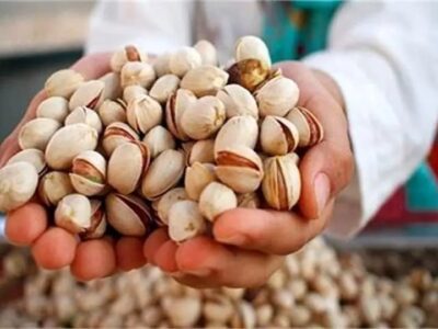کمبود پسته ایران، چالش جدید صنعت شکلات‌سازی امارات